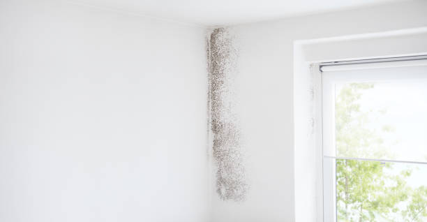 Best Environmental Consulting for Mold Prevention  in Kingsland, TX