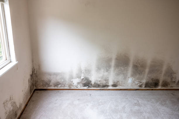 Best Biohazard Mold Removal  in Kingsland, TX